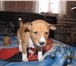 Продается собака «Басенджи-нелающий спутник фараонов» Щенки этой породы родились 20 декабря, к пр 65920  фото в Астрахани