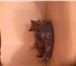 Изображение в Домашние животные Вязка Плюшивый,британский котик голубого окраса,цены в Вологде 0