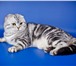 Foto в Домашние животные Вязка Клубный котик мраморного окраса породы шотландская в Балашихе 0