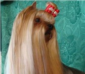 Йоркширские терьеры 3432078 Йоркширский терьер фото в Екатеринбурге