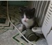 Фото в Домашние животные Отдам даром Отдам красивых,  умных,  послушных котят, в Красноярске 0