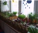 Изображение в Строительство и ремонт Ландшафтный дизайн Услуги приходящего садовника.Для того, чтобы в Челябинске 1 000