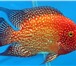 Foto в Домашние животные Рыбки Продаю аквариумную рыбу оптом в том числе в Кемерово 40