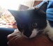 Фотография в Домашние животные Отдам даром Этому бедному котёнку уже 4 месяца (фото в Белгороде 0