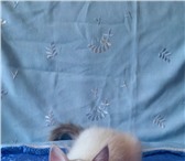 Изображение в Домашние животные Выставки кошек продаются невские маскарадные котята клубные в Советская Гавань 10 000