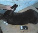 Фотография в Домашние животные Другие животные СРОЧНО! продам кроликов больших пород есть в Ростове-на-Дону 1 250
