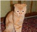 Foto в Домашние животные Вязка Предлагаю для вязки кота породы шотландский в Новокузнецке 0