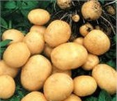 Изображение в Прочее,  разное Разное Картофель доставка на дом. Доставка на дом в Перми 16