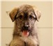 ЛЁЛЕК – нежный,  ласковый щенок в добрые руки, 2744673 Керн-терьер фото в Москве