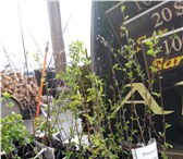 Фотография в Прочее,  разное Разное ОПХ "РосАгроСнаб" Саратов. Всегда в продаже в Саратове 0