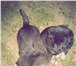 Фото в Домашние животные Приму в дар Симпатичные щенки от умной собаки ждут добрых, в Красноярске 0
