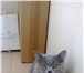 Фото в Домашние животные Вязка кот приглашает на вязку или приедит сам,порода в Тамбове 1 000