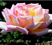 Изображение в Домашние животные Растения Предлагаем Вам лучшие сорта роз французской в Москве 300