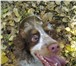 Фотография в Домашние животные Вязка собак Английский кокер-спаниель девочка, окрас в Красноярске 0