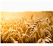 Фотография в Домашние животные Растения ООО «КУБАНЬ АГРО» предлагает к реализации:Семена в Краснодаре 0