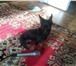 Изображение в Домашние животные Вязка собак Кобель мини той-терьера, 1,6кг, 17см. в холке, в Челябинске 2 000