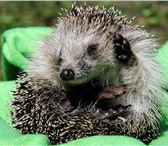 Foto в Недвижимость Земельные участки Земельные участки в живописном уголке на в Челябинске 40