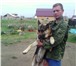 Фото в Домашние животные Вязка собак Ищем для умного , красивого мальчика порода в Красноярске 5