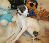 Продаётся Уиппет,  лучшая собака для ребёнка, 160141  фото в Москве