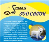 Изображение в Домашние животные Услуги для животных Только у нас Каждая пятая комплексная стрижка в Балашихе 1 500