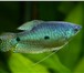 Фото в Домашние животные Рыбки Продам аквариум JUWEL 180л с родным фильтром,б\у в Екатеринбурге 150