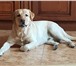 Изображение в Домашние животные Вязка собак Лабрадор-ретривер, возраст 2г. 2м. , цвет в Москве 1