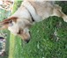 Фото в Домашние животные Вязка собак ищем подружку для метиса тоя вес 10.600 возраст в Красноярске 300