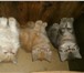 Клубные перс и экзотики 2464382 Экзотическая короткошерстная фото в Санкт-Петербурге