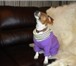 Фото в Домашние животные Товары для животных Изготавливаю одежду для собак любой породы в Липецке 0