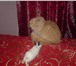 Фотография в Домашние животные Вязка Предлагаем на вязку персидского кота, окрас в Москве 1 500