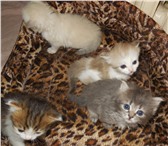 Котята 2029786 Сибирская фото в Барнауле