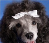 Продам щенка карликового пуделя девочка окрас серебристый, д, р, 07, 11, 09г, с родословной, 64710  фото в Новосибирске
