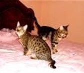 Бенгальские клубные котята с родословной, Разных окрасов и возрастов,  Привиты, имеют ветпаспорт,  Ко 69708  фото в Москве