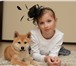 Сиба ино-Собака приносящая удачу 1791822 Акита-ину фото в Москве