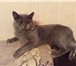 Фото в Домашние животные Вязка Британский кот ждёт кошечку для вязки! Очень в Москве 1 000