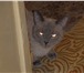 Фото в Домашние животные Вязка Сиамский котик 2 года, домашний, на улицу в Королеве 12