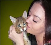 Продаются котята камышового кота, 2439722 Чаузи фото в Беломорск