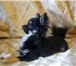 Фото в Домашние животные Вязка собак Предлагаю клубных кобелей для вязки  Кобели в Обнинске 0