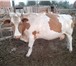 Изображение в Домашние животные Разное Продам 2-х стельных коров, через неделю отелятся. в Астрахани 40 000