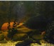 Foto в Домашние животные Рыбки травоядная пиранья 2 штуки 5 лет 35см и 27см,сом-анцитрус в Егорьевск 1 500