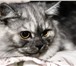 Foto в Домашние животные Вязка Наш котик(скоттиш-хайленд страйт) познакомится в Москве 1 000