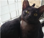 Фотография в Домашние животные Отдам даром 2 котенка: кот и кошечка - черные,короткошерстные, в Тольятти 0