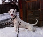 Фото в Домашние животные Вязка собак Симпатичная девочка Долматинец ищет жениха. в Канск 0