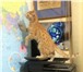 Фотография в Домашние животные Услуги для животных Возьмем на передержку Вашего кота. Индивидуальные в Москве 300