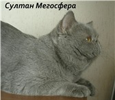 Фото в Домашние животные Вязка Экзотические клубные коты , голубого окраса в Москве 5 000