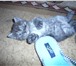 Котята 1803578 Скоттиш фолд фото в Смоленске
