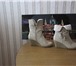 Фото в Одежда и обувь Женская обувь Продаю красивые, нарядные ботильоны (полусапожки). в Владимире 1 500