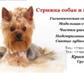 Фото в Домашние животные Стрижка собак Предлагаю вам услуги по уходу за домашними в Приозерск 1 300