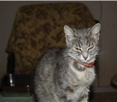 Кошечка дымчатого окраса 3554680 Домашняя кошка фото в Ярославле