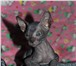 Продаются котята Донского сфинкса 1500064 Донской сфинкс фото в Котлас
